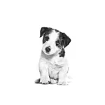 غذای خشک سگ رویال کنین مینی ایندور پاپی Royal Canin Mini Indoor Puppy