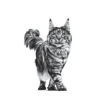 غذای خشک گربه رویال کنین مدل دنتال Dental وزن 1.5 کیلوگرم - royal canin Dental Dry Food For Cat