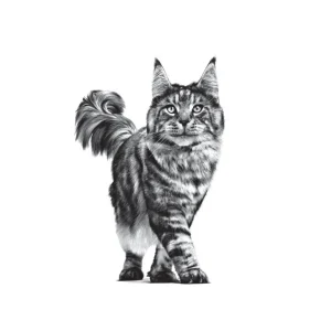غذای خشک گربه رویال کنین مدل دنتال Dental وزن 1.5 کیلوگرم - royal canin Dental Dry Food For Cat