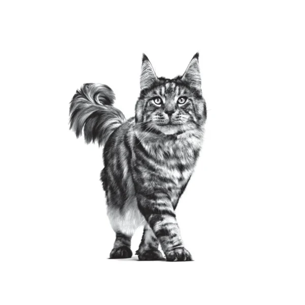غذای خشک گربه رویال کنین مدل دنتال Dental وزن 1.5 کیلوگرم - royal canin Dental Dry Food For Cat