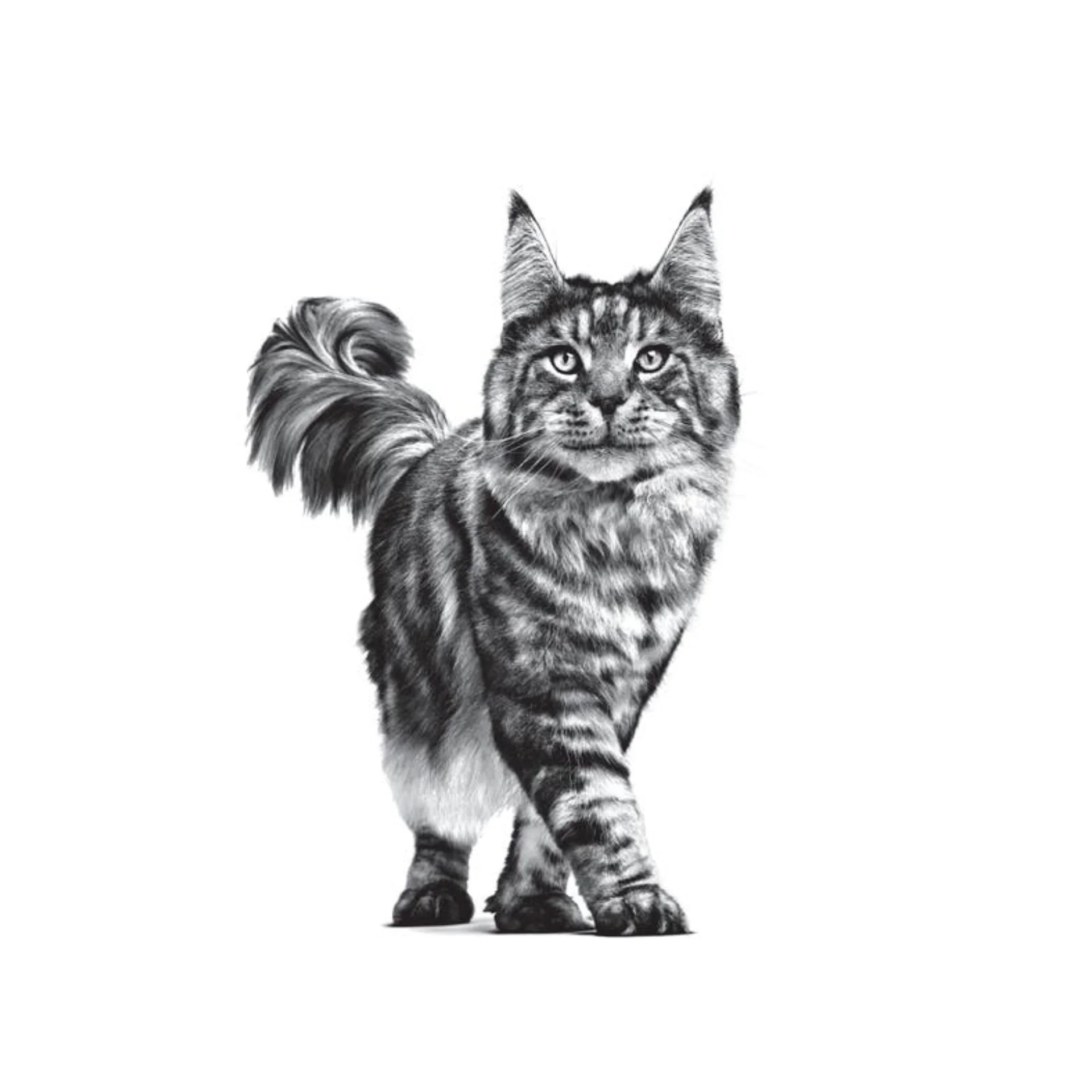 غذای خشک گربه رویال کنین مدل دنتال Dental وزن 1.5 کیلوگرم - royal canin Dental Dry Food For Cat